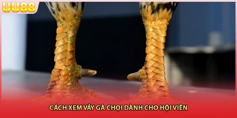 Cách xem vảy gà chọi dành cho hội viên